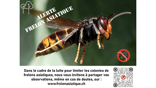 Frelon asiatique dans le canton de Vaud