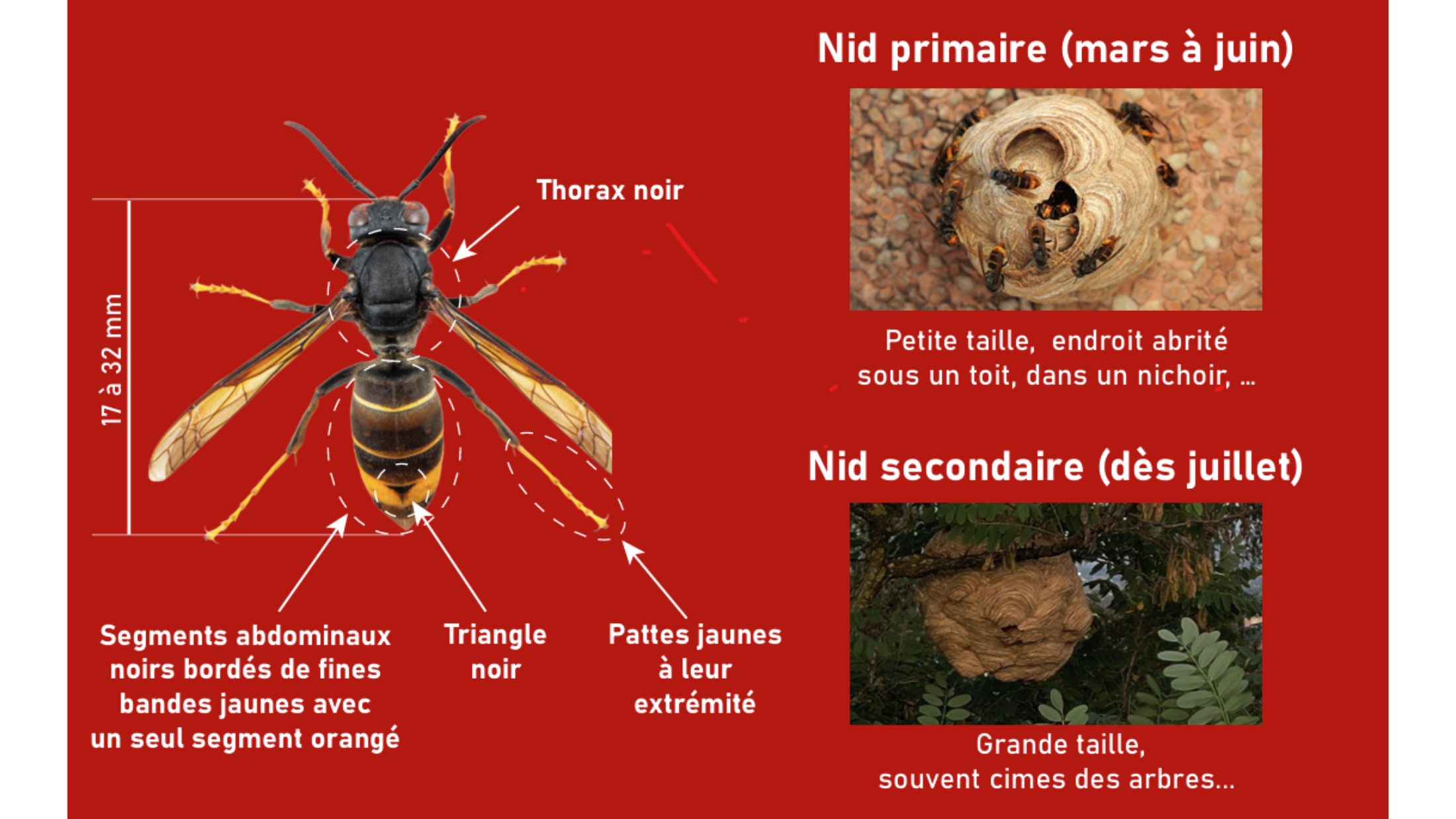 Frelon asiatique dans le canton de Vaud
